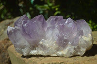 Natural Jacaranda Amethyst Clusters x 2 From Mumbwa, Zambia - TopRock