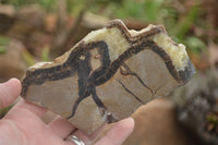 Polished Septaria (Calcite & Aragonite) Slices  x 6 From Mahajanga, Madagascar - TopRock