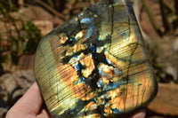 Polished Labradorite Standing Free Forms With Intense Blue & Gold Flash x 2 From Sakoany, Madagascar - TopRock