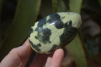 Polished Leopard Stone Free Forms  x 6 From Zimbabwe