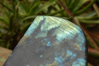 Polished Labradorite Standing Free Form With A Full Face Flash x 1 From Tulear, Madagascar - TopRock