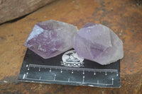 Natural Single Zambian Jacaranda Amethyst Points - Sold per 1.6 kg (24 points per tray) - From Mumbwa, Zambia - TopRock