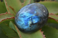 Polished Flashy Labradorite Palm Stones  x 12 From Tulear, Madagascar