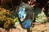 Polished Labradorite Standing Free Forms With Intense Blue & Gold Flash x 2 From Sakoany, Madagascar - TopRock