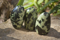 Polished Leopard Stone Free Forms  x 12 From Zimbabwe