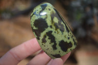 Polished Leopard Stone Free Forms  x 12 From Zimbabwe