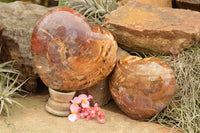 Polished Large Petrified Red Podocarpus Wood Hearts  x 2 From Mahajanga, Madagascar - TopRock