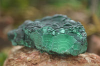 Natural Botryoidal Fibrous Malachite Specimens  x 6 From Kasompe, Congo - TopRock