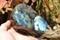 Polished Labradorite Standing Free Forms With Intense Blue & Gold Flash x 2 From Sakoany, Madagascar - TopRock