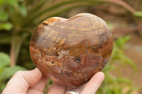 Polished Large Petrified Red Podocarpus Wood Hearts  x 2 From Mahajanga, Madagascar - TopRock