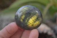 Polished Flashy Labradorite Palm Stones  x 12 From Tulear, Madagascar