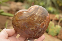 Polished Large Petrified Red Podocarpus Wood Hearts  x 2 From Mahajanga, Madagascar - TopRock