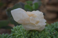 Natural Highly Selected Pineapple Candle Quartz Crystals  x 24 From Madagascar - Toprock Gemstones and Minerals 