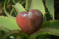 Polished Petrified Podocarpus Wood Hearts x 4 From Mahajanga, Madagascar