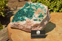 Natural Classic XXL Dioptase Museum Specimen x 1 From Tantara, Congo - TopRock