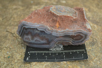 Polished Banded River Agate Nodules  x 6 From Sashe River, Zimbabwe - Toprock Gemstones and Minerals 