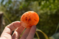 Polished Stunning Selection Of Carnelian Agate Palm Stones  x 20 From Madagascar - TopRock