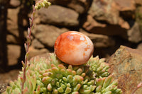 Polished Stunning Selection Of Carnelian Agate Palm Stones  x 20 From Madagascar - TopRock