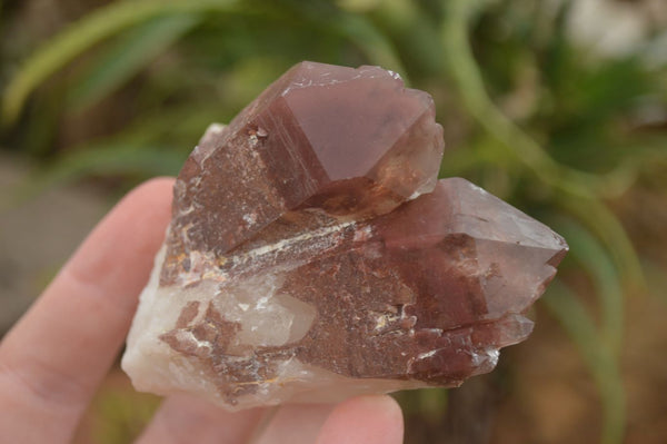 Natural Red Hematoid Quartz Specimens x 12 From Karoi, Zimbabwe - TopRock