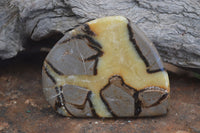 Polished Septerye Free Form Slices   x 12 From Mahajanga, Madagascar - Toprock Gemstones and Minerals 