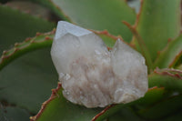 Natural Smokey Phantom Quartz Clusters x 12 From Luena, Congo