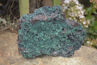 Natural Drusy Coated Ball Malachite On Dolomite Specimen  x 1 From Likasi, Congo