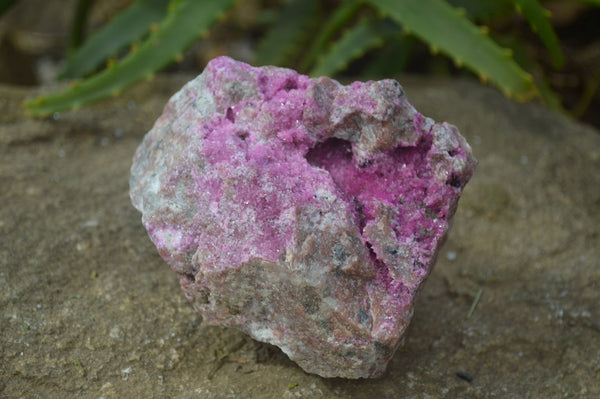 Natural Pink Salrose Cobaltion Dolomite Specimens  x 2 From Kakanda, Congo