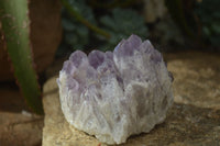 Natural Sugar Amethyst Clusters  x 6 From Solwezi, Zambia