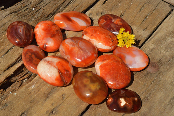 Polished Stunning Selection Of Carnelian Agate Palm Stones  x 12 From Madagascar - TopRock