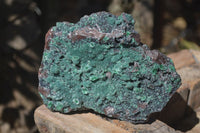 Natural Drusy Coated Ball Malachite On Dolomite Specimen  x 1 From Likasi, Congo