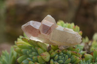 Natural Red Hematite Phantom Crystals  x 35 From Karoi, Zimbabwe - TopRock