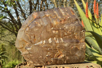 Polished Gorgeous XXL Elestial Smokey Window Quartz Crystal With Cascading Tabular Crystals x 1 From Madagascar - TopRock