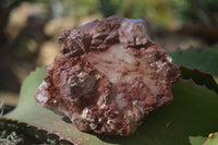 Natural Grey & Red Hematoid Quartz Specimens x 6 From Karoi, Zimbabwe