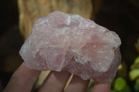 Natural Pink Rose Quartz Cobbed Specimens x 12 From Namibia