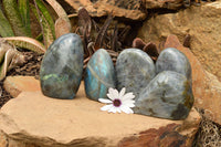 Polished Beautiful Selection Of Labradorite Standing Free Forms  x 5 From Tulear, Madagascar - TopRock