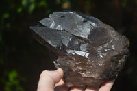 Natural Morion Smokey Quartz Crystals  x 2 From Mulanje, Malawi - Toprock Gemstones and Minerals 