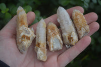 Natural White & Golden Limonite Spirit Quartz Crystals  x 20 From Boekenhouthoek, South Africa - Toprock Gemstones and Minerals 