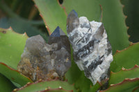 Natural Smokey Quartz Crystal Specimens x 12 From Mulanje, Malawi