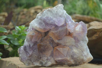 Natural Jacaranda Amethyst Cluster x 1 From Mumbwa, Zambia - TopRock