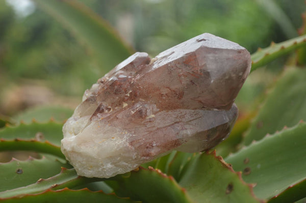 Natural Red Hematoid Quartz Specimens x 12 From Karoi, Zimbabwe - TopRock