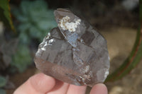 Natural Smokey Quartz Crystal Specimens x 12 From Mulanje, Malawi