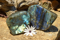 Polished Labradorite Standing Free Forms With Intense Blue & Gold Flash x 2 From Sakoany, Madagascar - TopRock