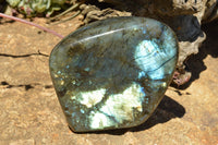 Polished Labradorite Standing Free Forms With Intense Blue & Gold Flash x 2 From Sakoany, Madagascar - TopRock