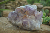 Natural Jacaranda Amethyst Cluster x 1 From Mumbwa, Zambia - TopRock