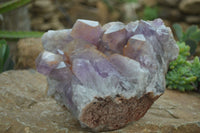 Natural Jacaranda Amethyst Cluster x 1 From Mumbwa, Zambia - TopRock