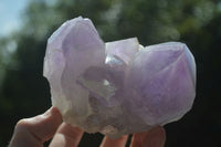 Natural Jacaranda Amethyst Clusters  x 3 From Mumbwa, Zambia - Toprock Gemstones and Minerals 