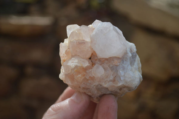 Natural White Cactus Flower Spirit Quartz Specimens x 6 From Boekenhouthoek, South Africa