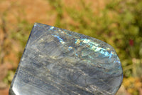 Polished Labradorite Standing Free Forms With Intense Blue & Gold Flash x 2 From Sakoany, Madagascar - TopRock