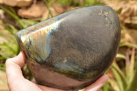 Polished Labradorite Standing Free Form With A Full Face Flash x 1 From Tulear, Madagascar - TopRock