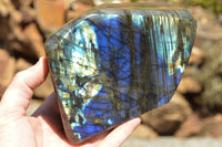 Polished Labradorite Standing Free Forms With Intense Blue & Gold Flash x 2 From Sakoany, Madagascar - TopRock